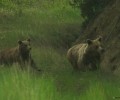 Μια αρκουδοοικογένεια στην Καστοριά...